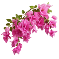 Rosa buganvílias plantas, ilustração ai generativo png