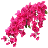rosa bouganville impianti, illustrazione ai generativo png