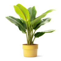 mis en pot banane plante isolé. illustration ai génératif png