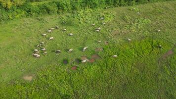 Flock of buffaloes peacefully grazing on a vibrant green field. Aerial view video