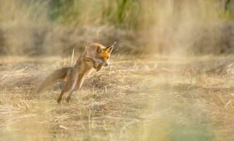 Beautiful fox jumping to catch a prey photo