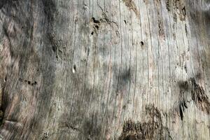 Wood abstract texture. Surface grunge backdrop. Dirty wooden effect pattern. Material background. photo