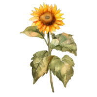 Sunflower Yellow Flower AI Generative png