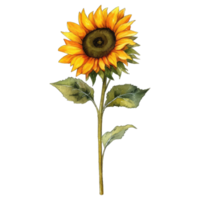 girasole giallo fiore ai generativo png