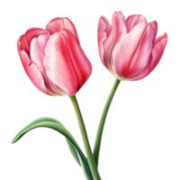 rose tulipe fleur ai généré png