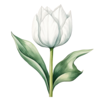 White Tulip Flower AI Generated png