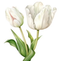 White Tulip Flower AI Generated png