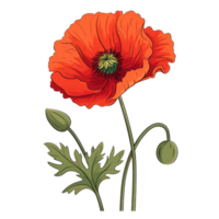 Blooming Poppy Flower AI Generated png