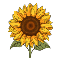 Blooming Sunflower AI Generated png