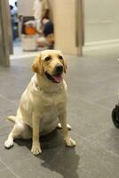 Close up labrador retriever dog with dog leash on the floor in the pet expo with people foots photo