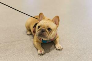 perrito doguillo perro con perro Correa en el piso en el mascota expo con personas pies foto