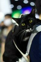 close up lovely white black cat looking up with cute face in the dog cart in pet expo hall photo