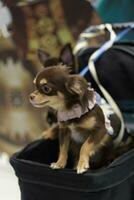 close up lovely white brown chihuahua dog looking up with cute face in the dog cart in pet expo hall photo