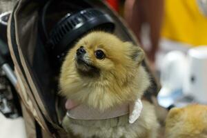 close up lovely white brown Pomeranian dog looking up with cute face in the dog cart in pet expo hall photo