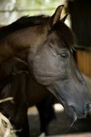 close up white brown horse head eating in wood stable photo