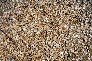 Wood abstract texture. Surface grunge backdrop. Dirty wooden effect pattern. Material background. photo