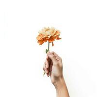 Female hand holding yellow sunflower isolated on white background. Close up. photo