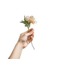 White daisy flower in woman's hand isolated on white background. photo