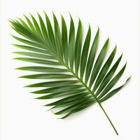 green leaf of palm tree isolated on white background photo