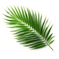 green leaf of palm tree isolated on white background photo