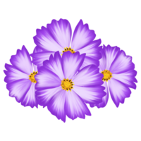 Blumen Farbe Natur png