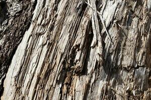 Wood abstract texture. Surface grunge backdrop. Dirty wooden effect pattern. Material background. photo