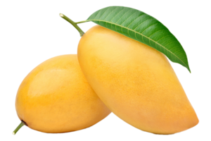 mango frukt tropisk transparent png