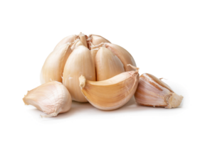 Single fresh white garlic bulb with segments isolated with clipping path and shadow in png file format