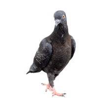 Single black wild pigeon standing and looking down the ground isolated with clipping path in png file format