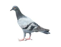 Single wild pigeon standing isolated on white background with clipping path photo