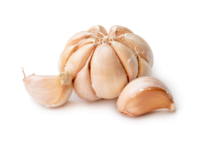 Single fresh white garlic bulb with segments isolated with clipping path and shadow in png file format Thai herb is great for healing several severe diseases, heart attack