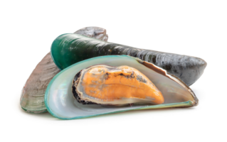 Steamed or cooked food of fresh beautiful green mussels in stack isolated with clipping path and shadow in png file format