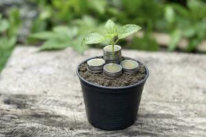 Young green plant growing in coin stack with good soil in black flowerpot with green natural background Money growth or saving concept photo