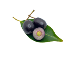 jambola java plommon med grön en blad png