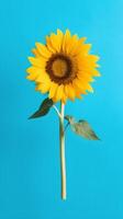 Sunflower Dreams Delightful Blend of Yellow and Sky Blue in a Minimalist Style photo