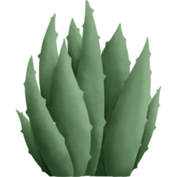 The cactus has green spikes. Designed for digital use, design, web design, reports, worksheets, templates. png