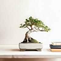 Bonsai Bliss Beginner's Handbook with Captivating White Background Photograph of Ficus Bonsai photo