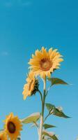 Sunflower Dreams Delightful Blend of Yellow and Sky Blue in a Minimalist Style photo