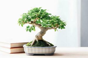 Bonsai Bliss Beginner's Handbook with Captivating White Background Photograph of Ficus Bonsai photo