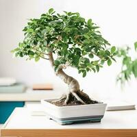 Bonsai Bliss Beginner's Handbook with Captivating White Background Photograph of Ficus Bonsai photo