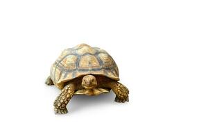 tortoise, cute turtle, sulcata tortoise, african spurred tortoise isolated on white background photo