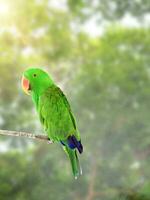 hermosa verde eclectus loro foto