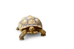 schildpad, schattig schildpad, sulcata schildpad, Afrikaanse aangespoord schildpad geïsoleerd PNG transparant