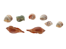 sea shells PNG transparent