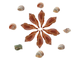 mer coquilles png transparent