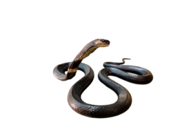 cobra. morto venenoso serpente apanhado e preservado para estude em png transparente