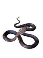 Kobra. tot giftig Schlange gefangen und konserviert zum Studie auf png transparent