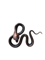 cobra. muerto venenoso serpiente atrapado y Preservado para estudiar en png transparente