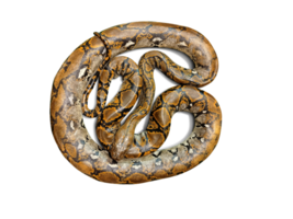 birmanisch Python isoliert png transparent