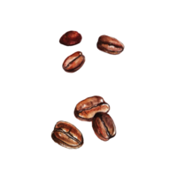 Watercolor painted coffee beans png